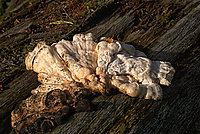 Heide Pilze 2026 (07v16) - Bernhard Saalfeld - Lichtbildkunst